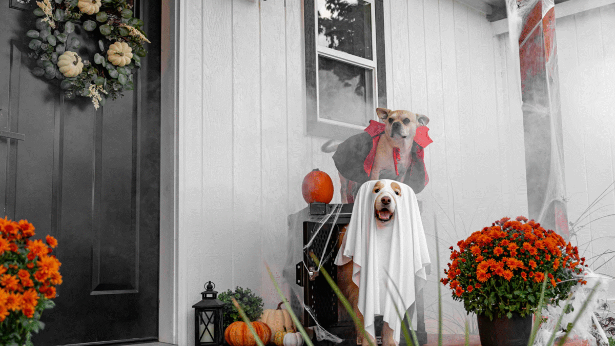Autumn Home Decorating Ideas to Enhance Your Seasonal Aesthetic