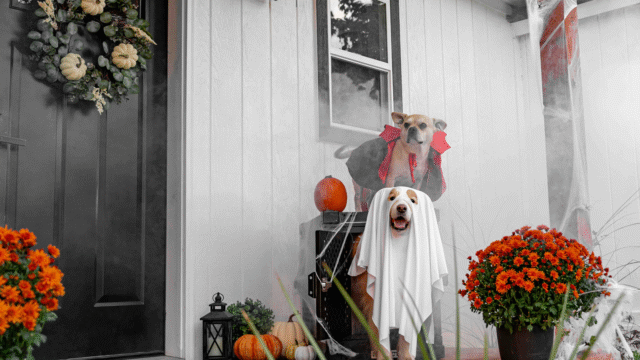 Autumn Home Decorating Ideas to Enhance Your Seasonal Aesthetic